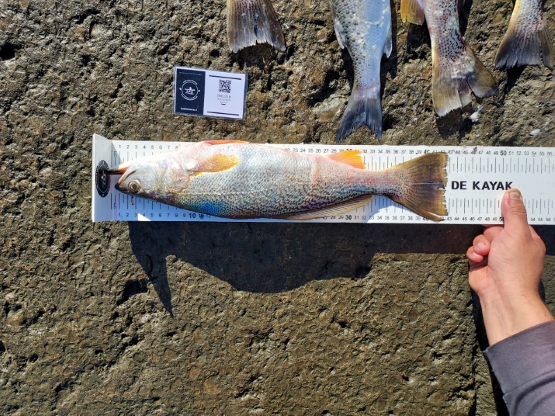 Fish Measure Picture